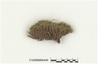 藏品(長葉擬白髮苔)的圖片